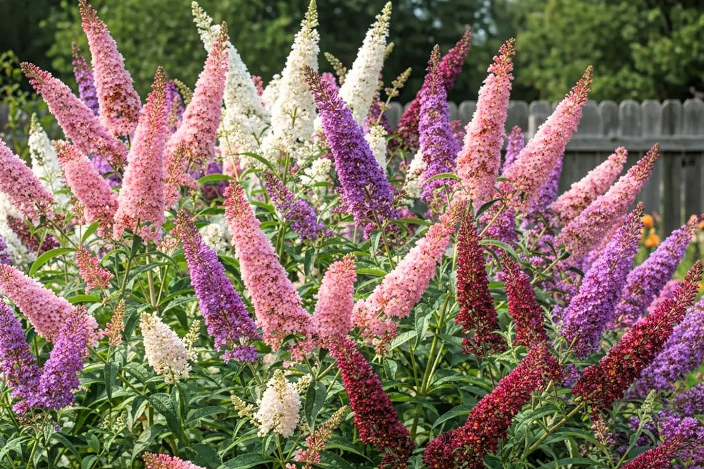 100 MIXED Colors BUTTERFLY BUSH Buddleja Davidii Flower Shrub Seeds