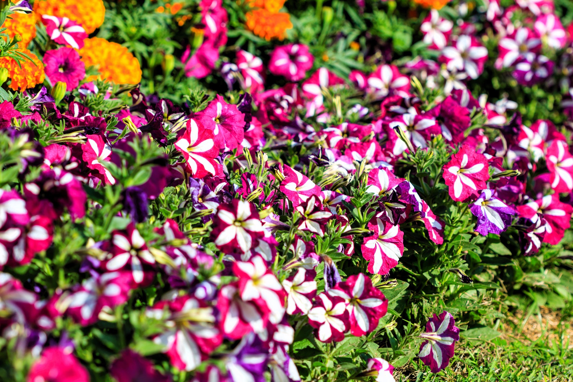 petunia mix flower seeds 100 STAR MIX PETUNIA Mixed Colors Petunia Violacea Flower Seeds Red Bl – Seedville USA