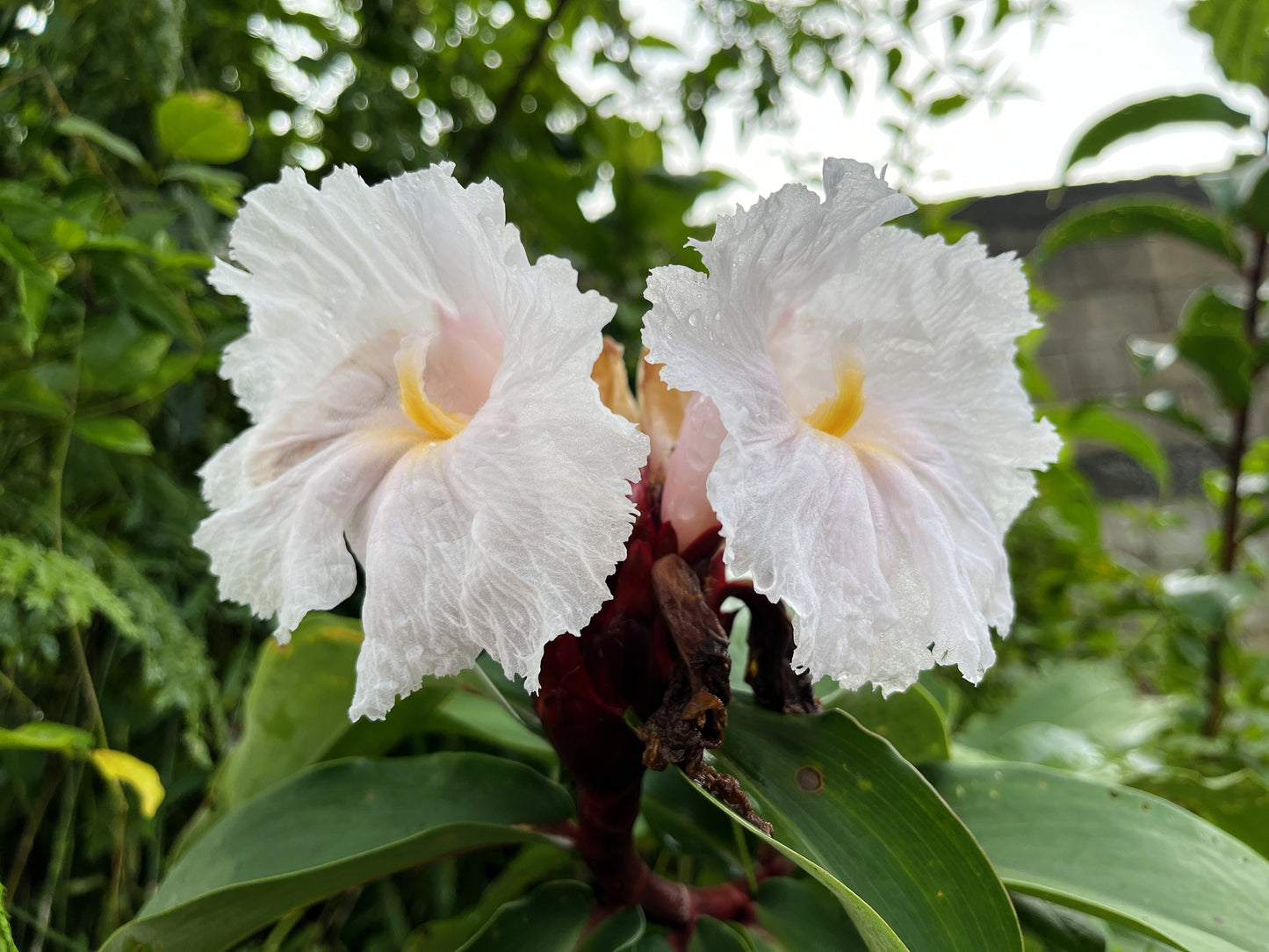 10 CREPE GINGER Hellenia Speciosa Cheilocostus Costus Red & White Wild Spiral Flag Flower Seeds