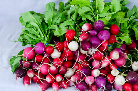 500 Mixed Colors EASTER EGG RADISH Raphanus Sativus Vegetable Seeds