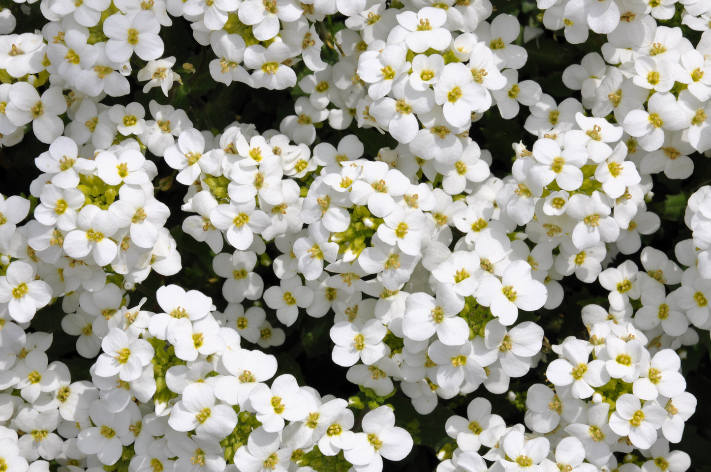 800 WHITE ALPINE ROCKCRESS Aubrieta Rock Cress Arabis Alpina Flower Seeds