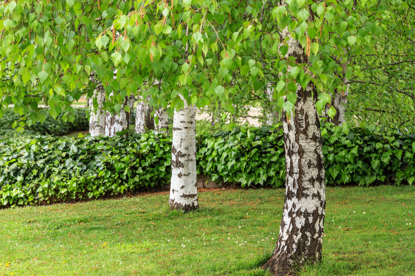 50 SILVER WEEPING BIRCH Tree White European Betula Pendula Alba Seeds