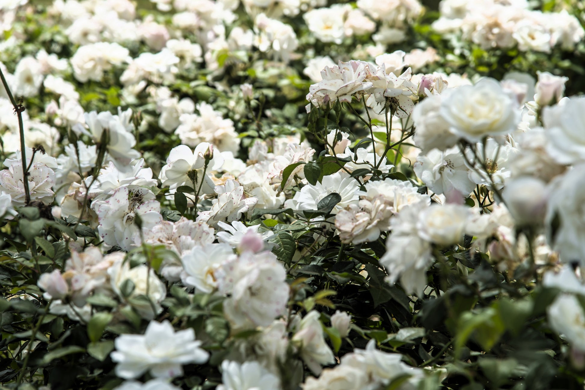 white rose seeds 5 WHITE ROSE Rosa Bush Shrub Perennial Flower Seeds