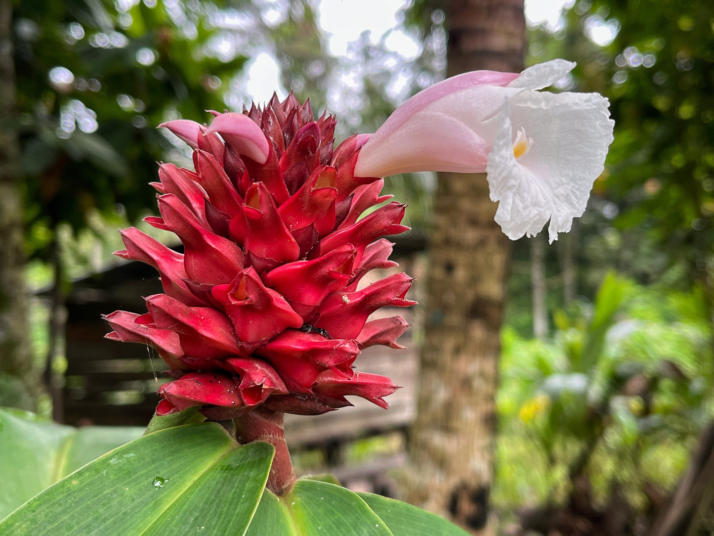 10 CREPE GINGER Hellenia Speciosa Cheilocostus Costus Red & White Wild Spiral Flag Flower Seeds