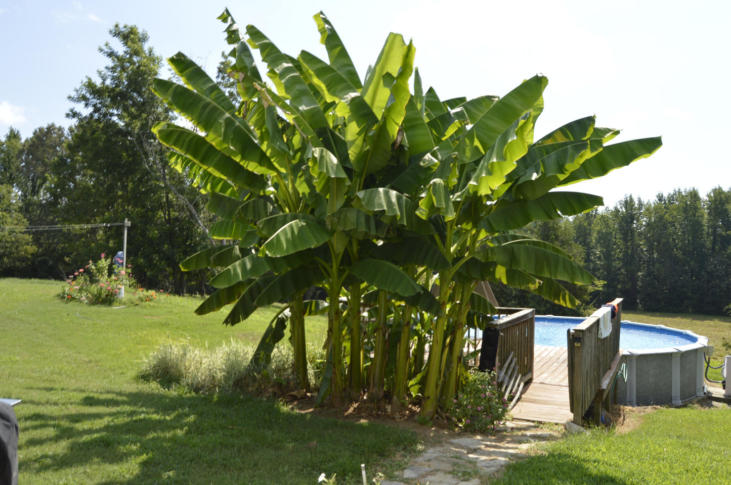 5 SNOW BANANA Musa Ensete Glaucum Nepalensis Hardy Tree Houseplant Seeds