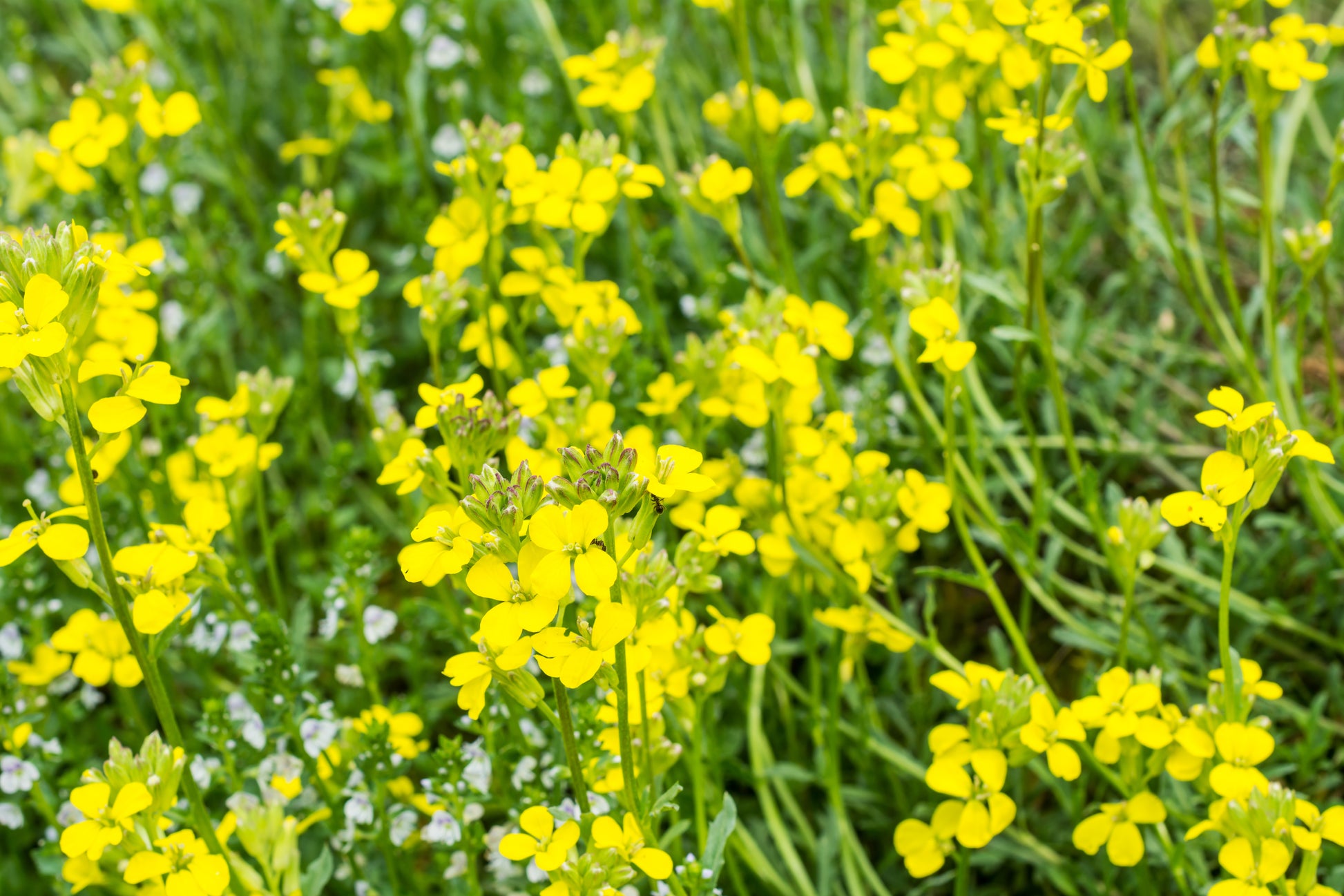 Rapa con foglia lobata 'Platte Witte Mei' (Brassica rapa subsp. rapa var. majalis) - circa 200 semi Rapa con foglia lobata 'Platte Witte Mei' (Brassica rapa subsp. rapa var. majalis) - circa 200 semi