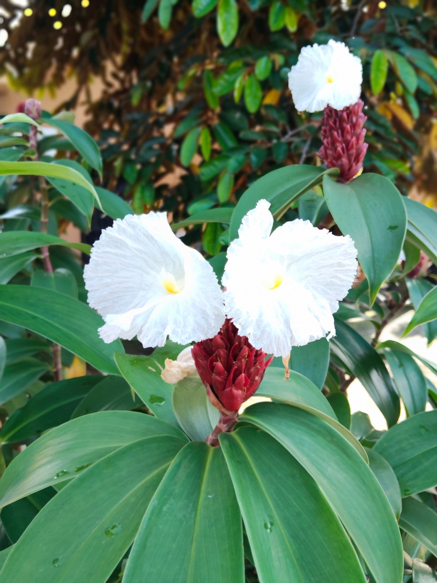 10 CREPE GINGER Hellenia Speciosa Cheilocostus Costus Red & White Wild Spiral Flag Flower Seeds
