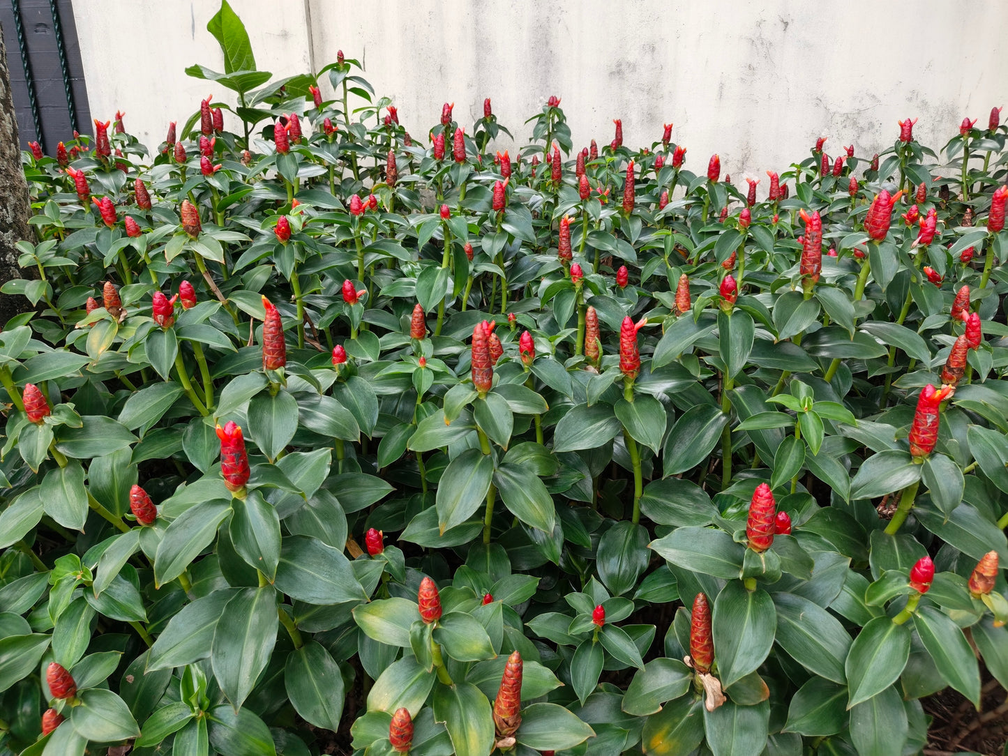 10 CREPE GINGER Hellenia Speciosa Cheilocostus Costus Red & White Wild Spiral Flag Flower Seeds