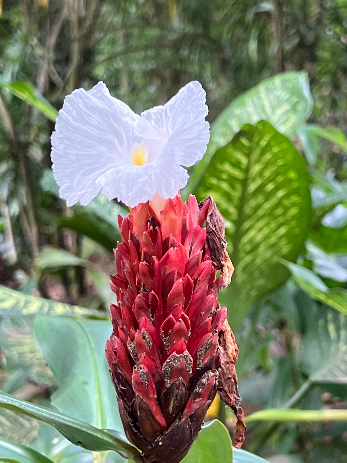 10 CREPE GINGER Hellenia Speciosa Cheilocostus Costus Red & White Wild Spiral Flag Flower Seeds