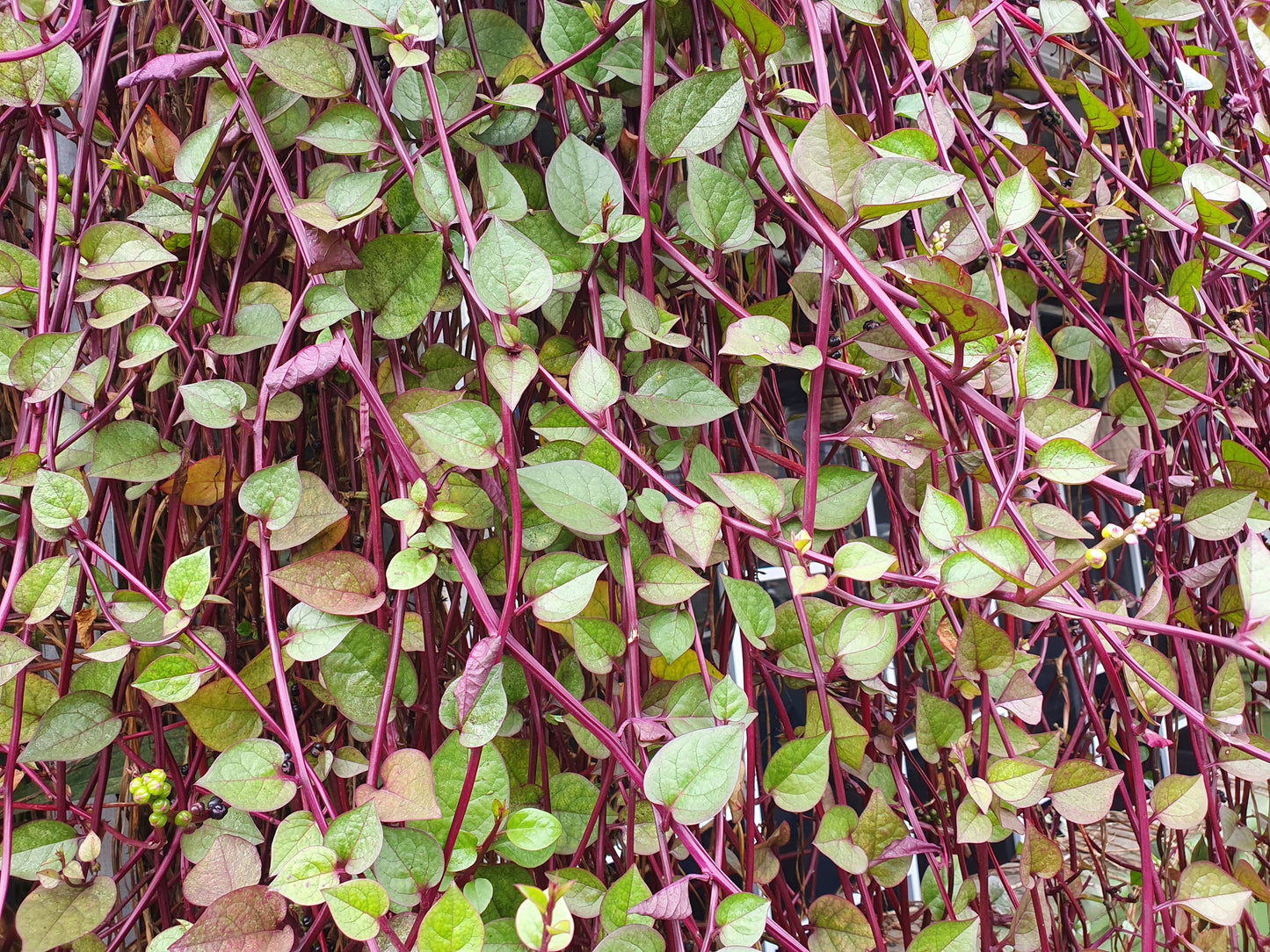 50 RED Stem MALABAR SPINACH Red Vine Ceylon Basella Alba Rubra Vegetable Seeds