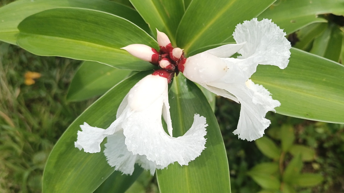 10 CREPE GINGER Hellenia Speciosa Cheilocostus Costus Red & White Wild Spiral Flag Flower Seeds