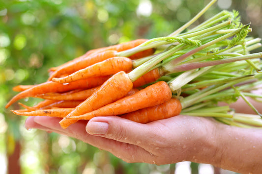 1500 LITTLE FINGERS CARROT Daucus Carota Vegetable Seeds