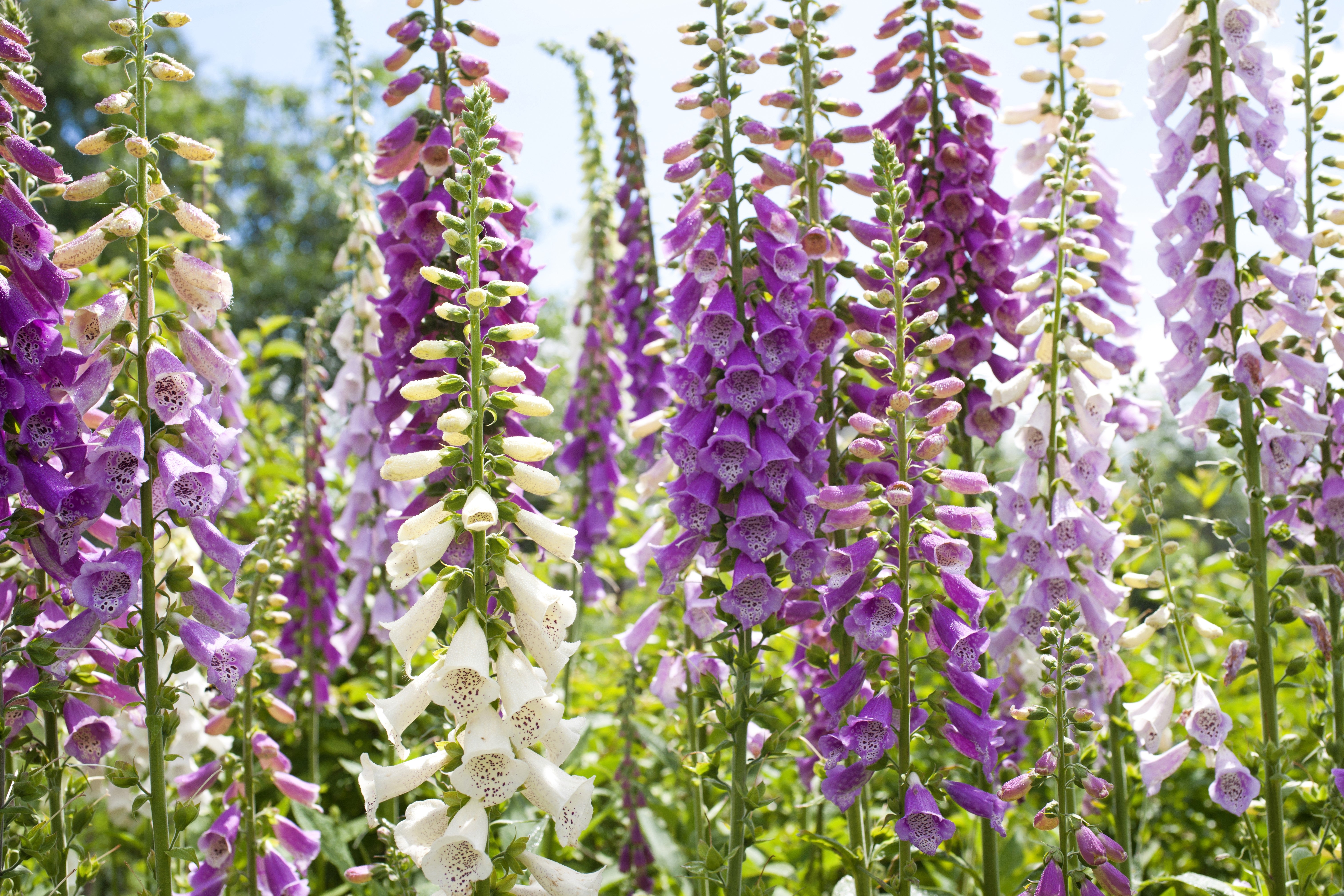 Seedville Foxglove Excelsior - Thumbnail 4