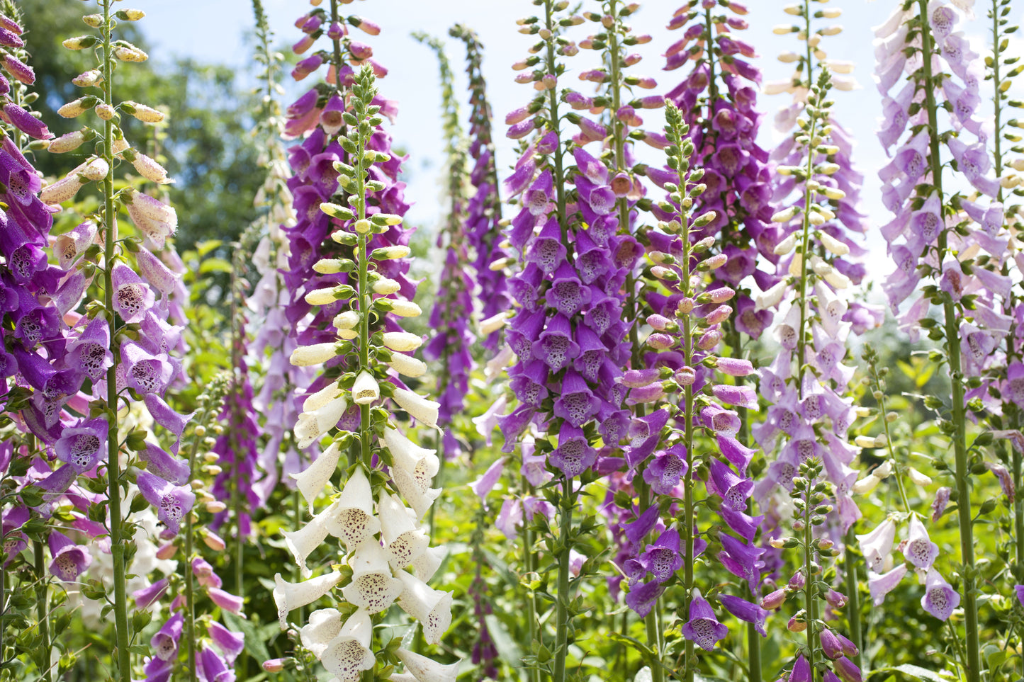 1000 FOXGLOVE EXCELSIOR MIX Digitalis Purpurea Mixed Colors Shade Flower Seeds