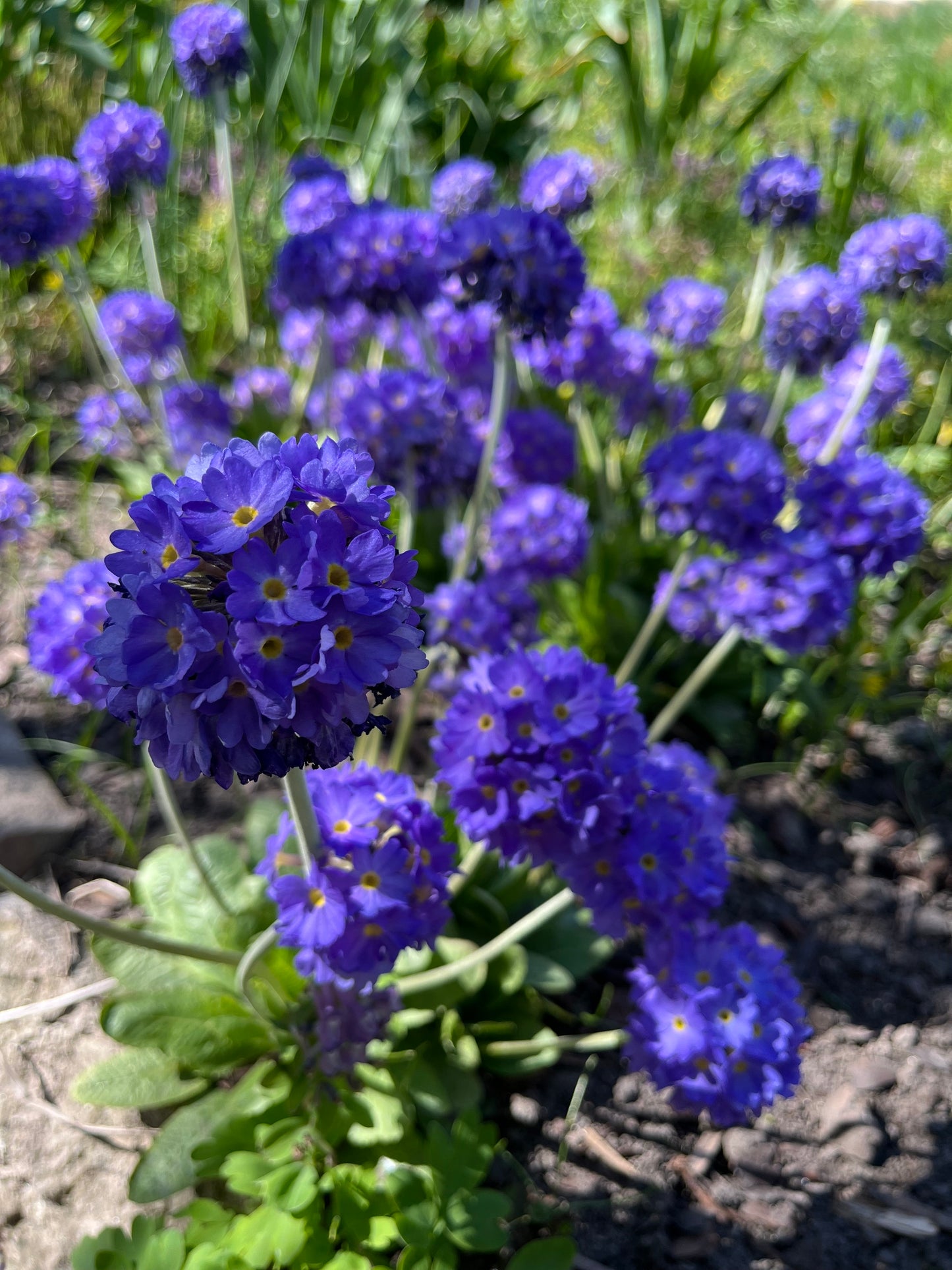 30 DRUMSTICK PRIMROSE MIX Primula Denticulata Mixed Colors Himalayan Moist Flower Seeds