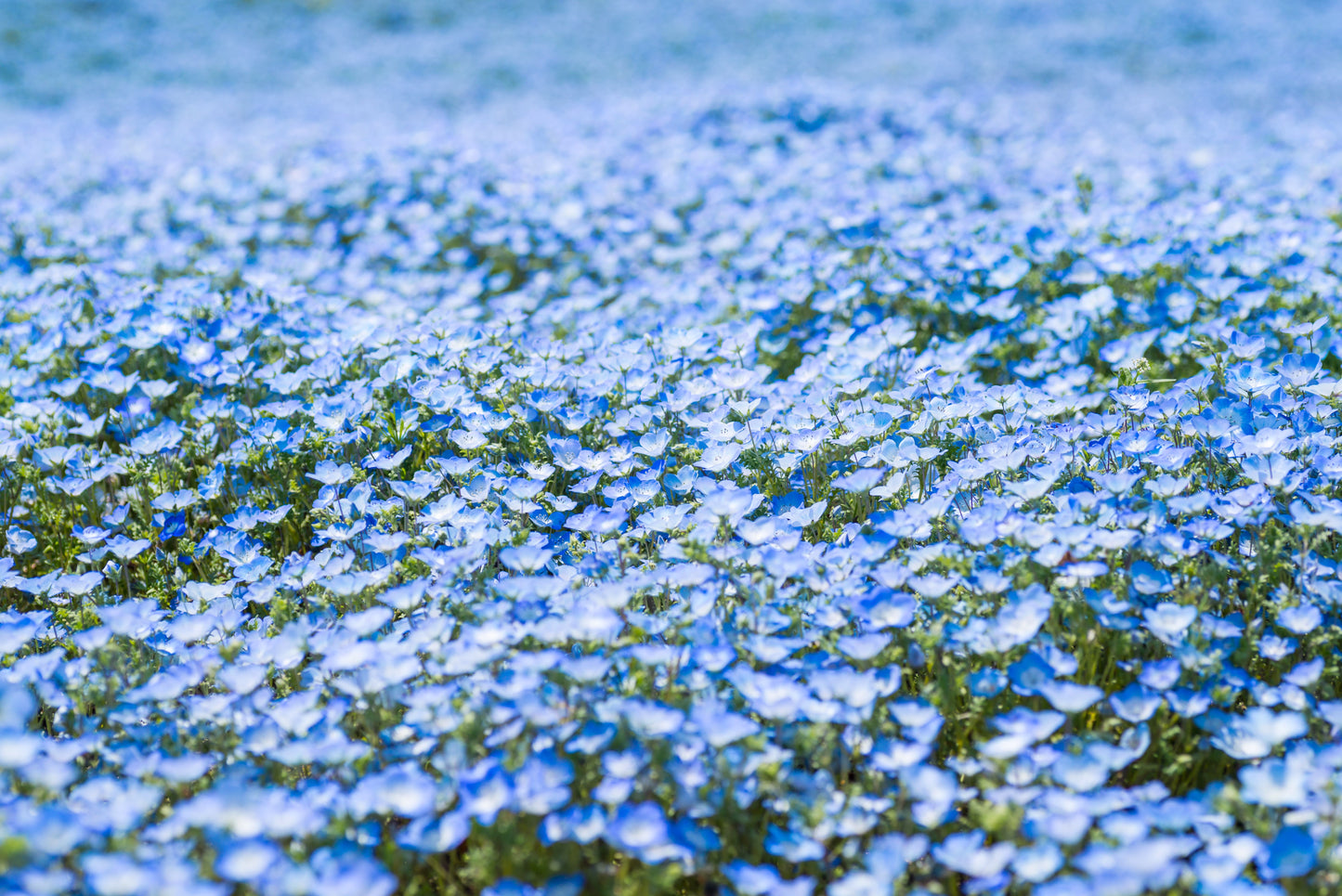 250 BABY BLUE EYES Nemophila Menziesii Fragrant Butterfly Flower Seeds