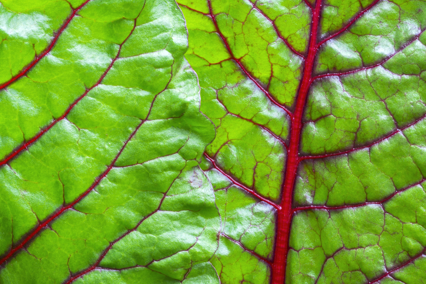 300 RUBY RED SWISS CHARD (Perpetual Spinach) Beta Vulgaris Cicla Vegetable Seeds