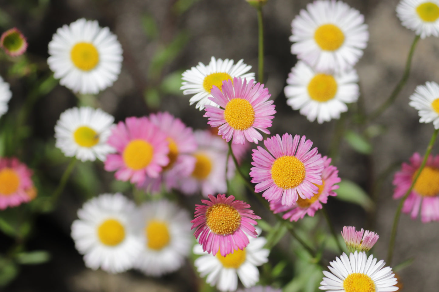 50 SANTA BARBARA DAISY Mexican Fleabane Erigeron Karvinskianus Tricolor Mixed Colors White Pink Purple Flower Seeds