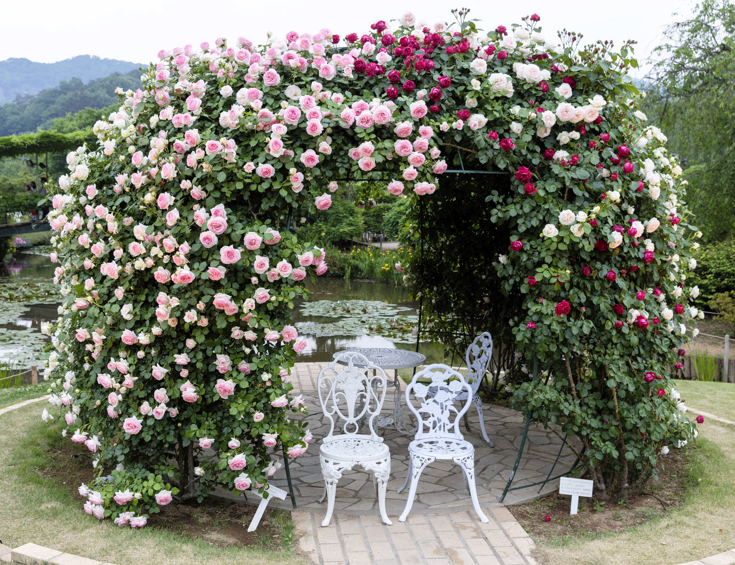 5 PINK CLIMBING ROSE Rosa Bush Vine Climber Fragrant Butterfly Flower Seeds