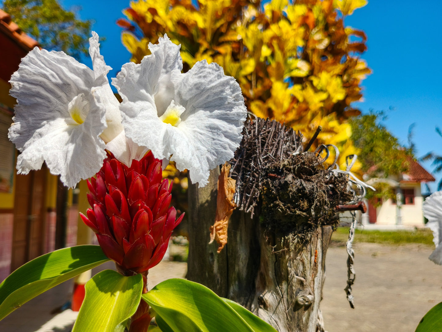 10 CREPE GINGER Hellenia Speciosa Cheilocostus Costus Red & White Wild Spiral Flag Flower Seeds
