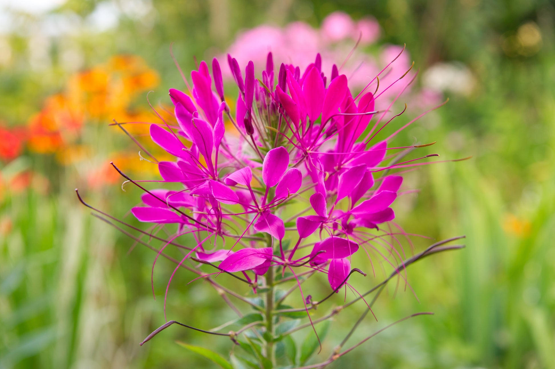 purple queen spider plant 200 MAUVE QUEEN CLEOME Spinosa Hassleriana Purple Pink Spider Flower Seeds