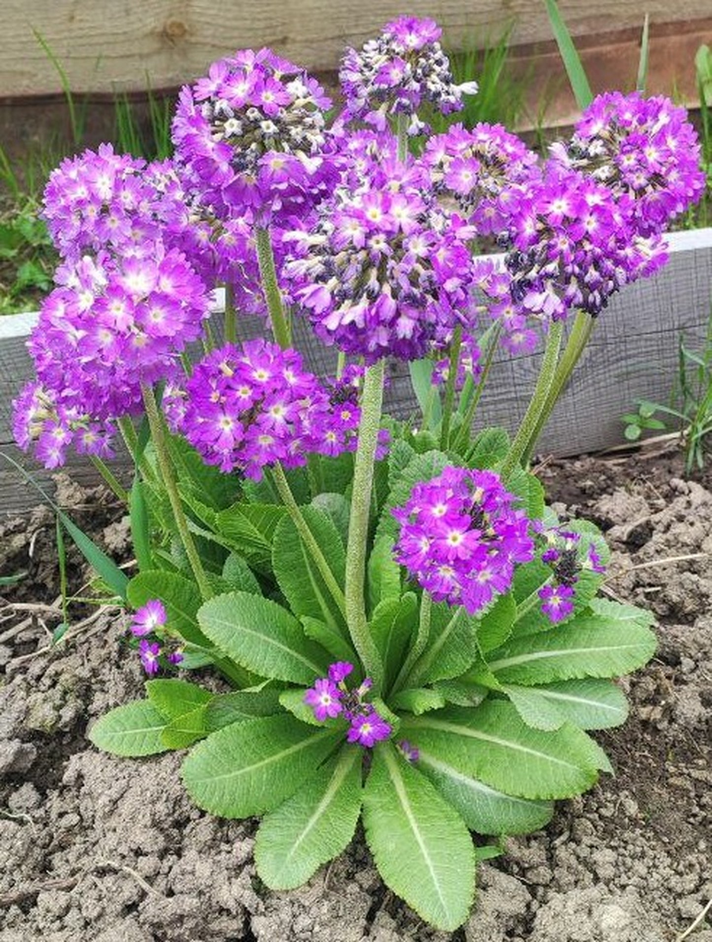 30 DRUMSTICK PRIMROSE MIX Primula Denticulata Mixed Colors Himalayan Moist Flower Seeds
