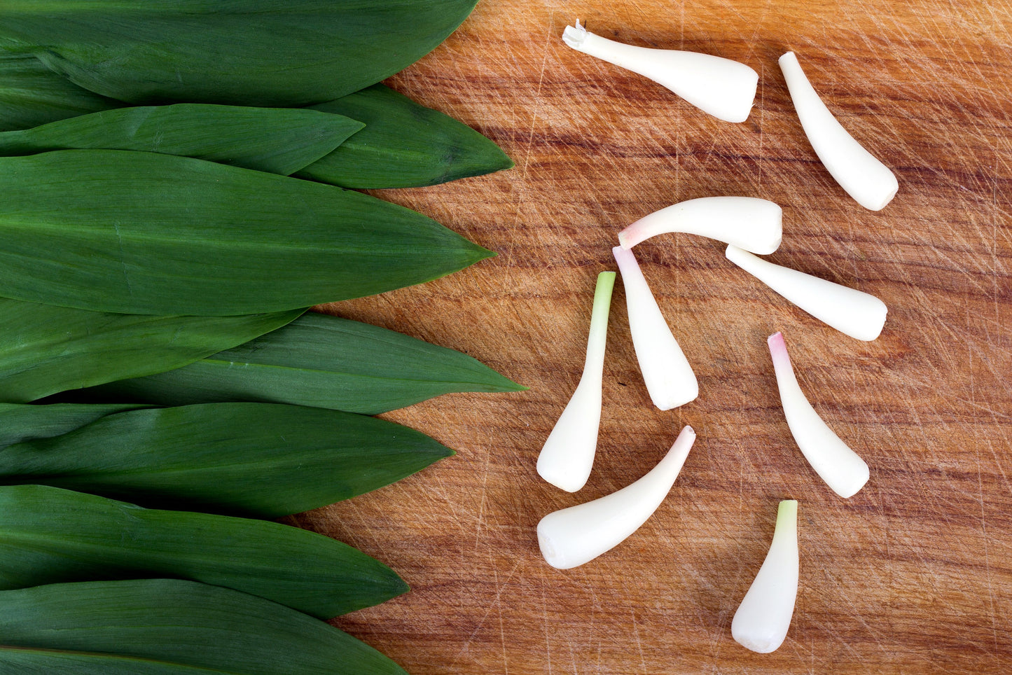 20 RAMP / WILD LEEK Allium Tricoccum Ramps Vegetable Herb White Shade Flower Seeds