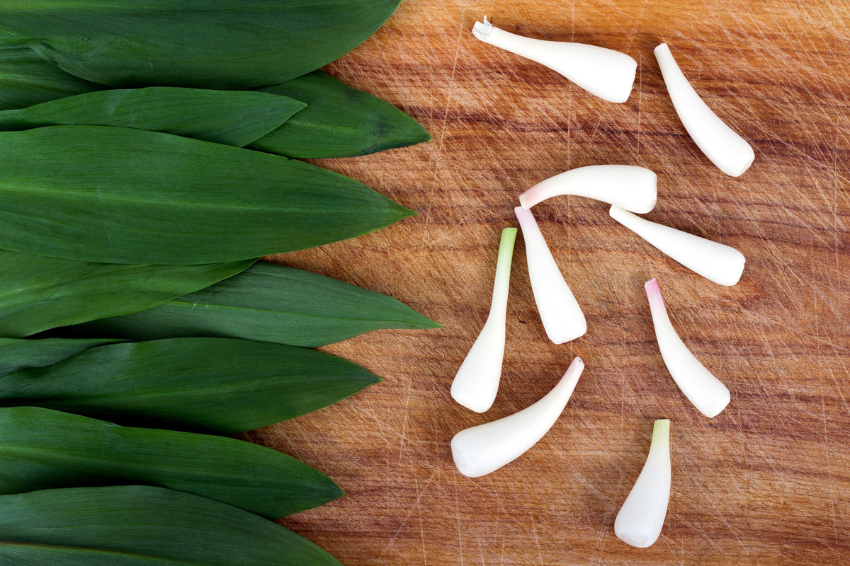 20 RAMP / WILD LEEK Allium Tricoccum Ramps Vegetable Herb White Shade ...
