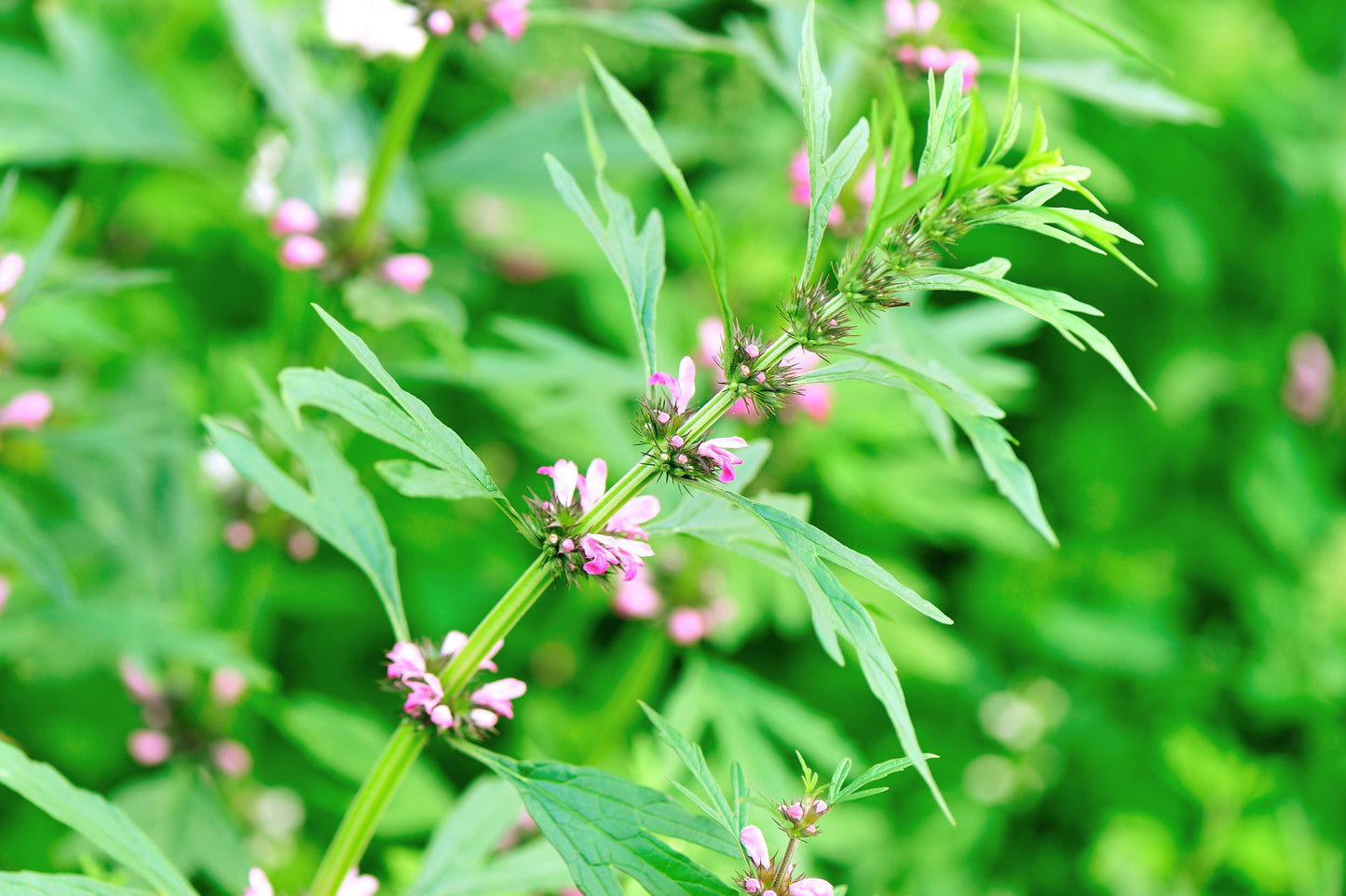 100 Pink CHINESE MOTHERWORT Leonurus Japonicus Siberian Honey Herb Flower Seeds