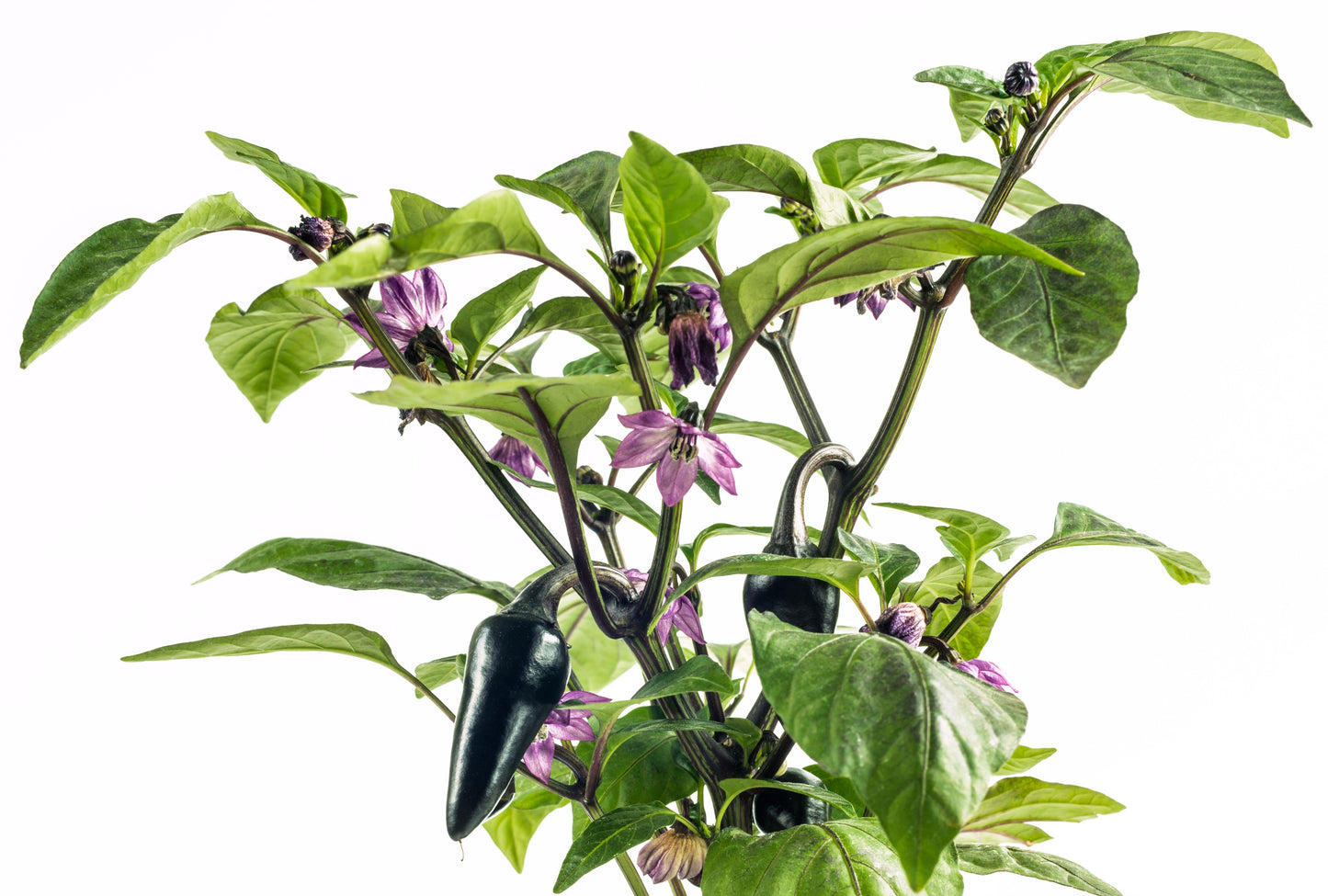 40 Organic PURPLE JALAPENO PEPPER Capsicum Annuum Hot Mexican Chili Vegetable Seeds