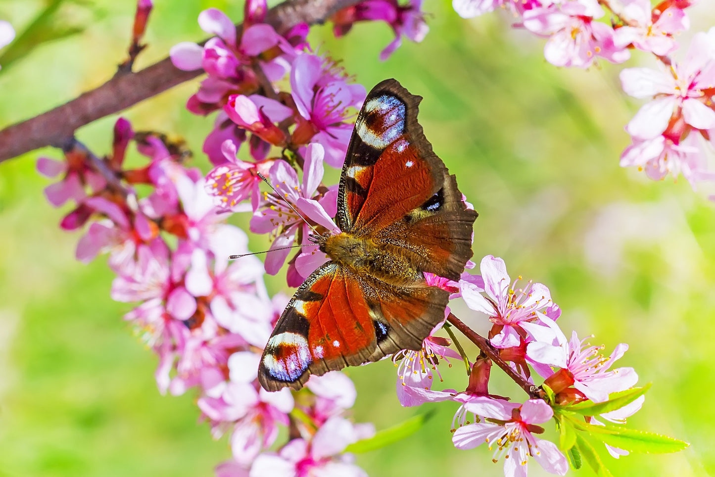 5 DWARF RUSSIAN ALMOND Prunus Tenella Rose Red Pink Fragrant Flower Shrub Seeds