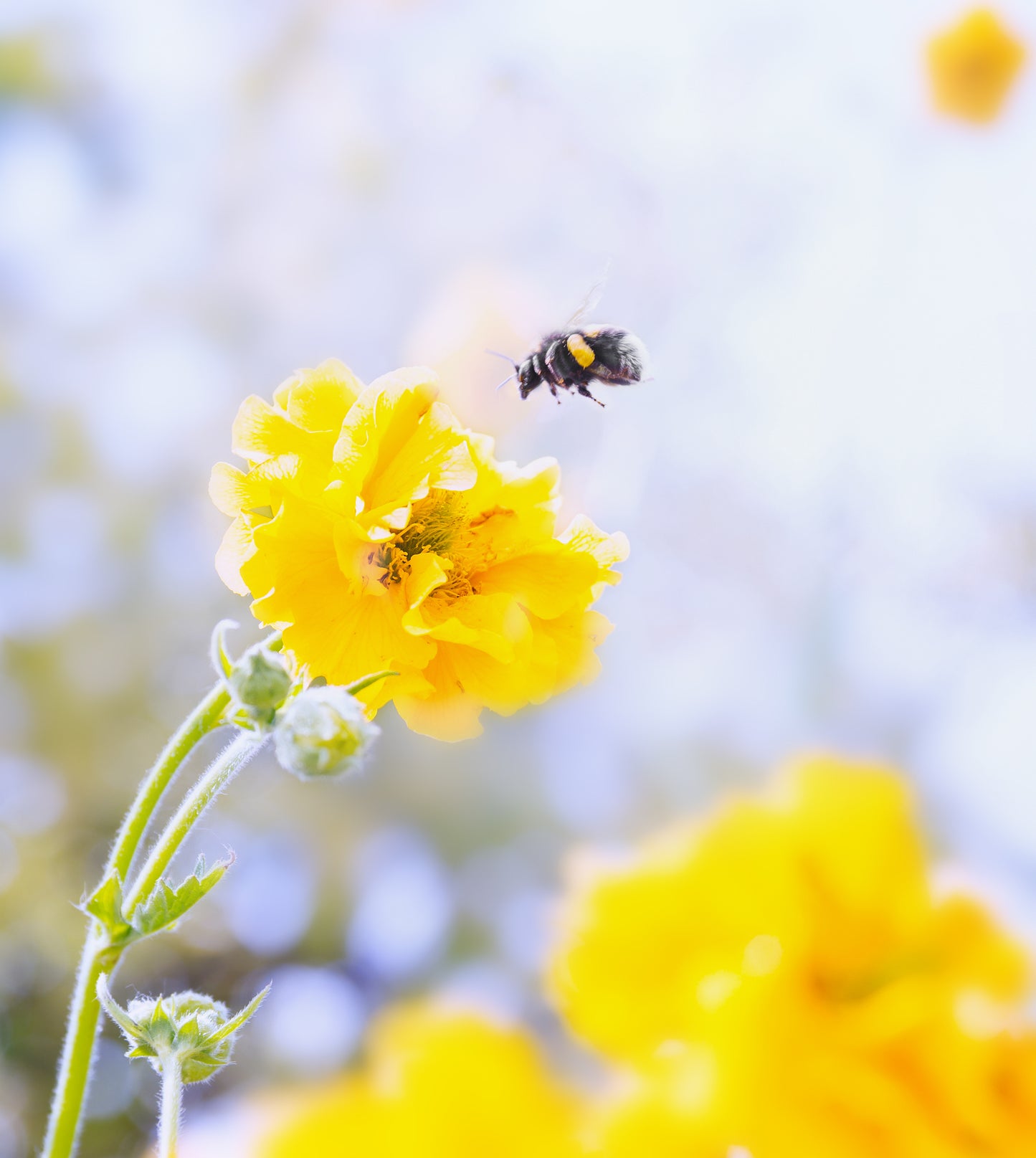 10 Yellow Lady Stratheden GEUM Chiloense Flower Seeds