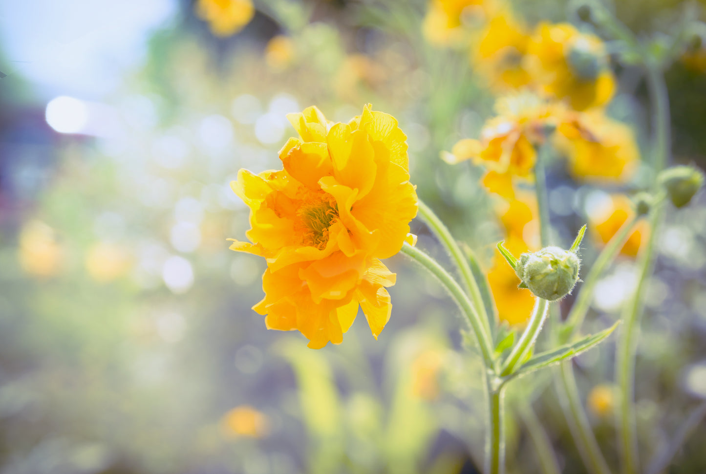 10 Yellow Lady Stratheden GEUM Chiloense Flower Seeds