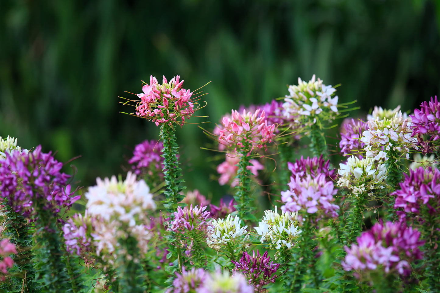 250 MIXED Colors QUEEN CLEOME (Spider Flower) Cleome Hassleriana Cleome Spinosa Flower Seeds