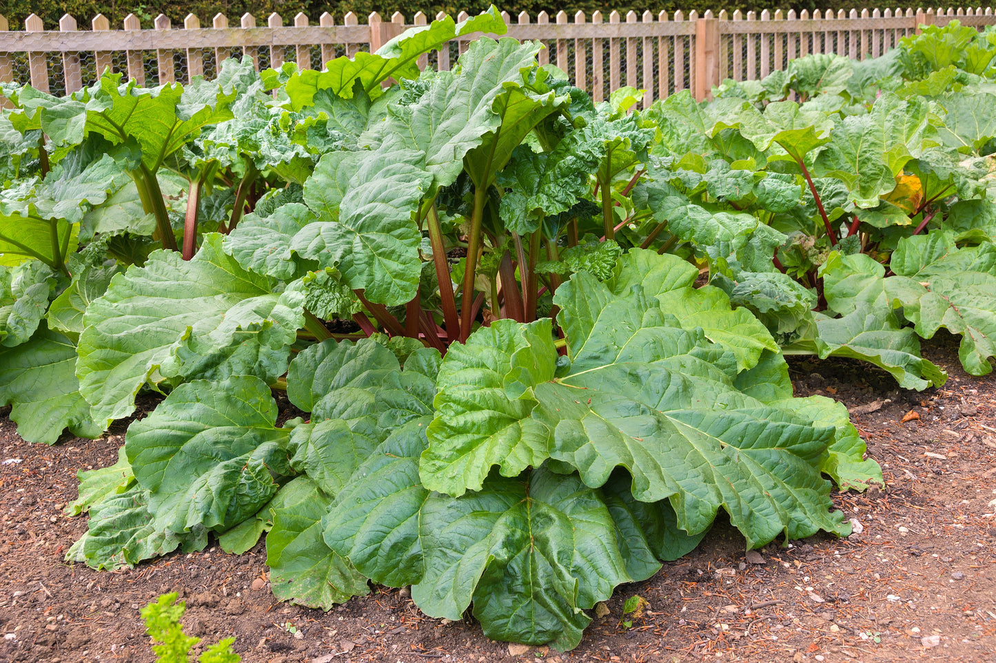 25 VICTORIA RHUBARB aka Pieplant Rheum Rhabarbarum Perennial Fruit Vegetable Seeds