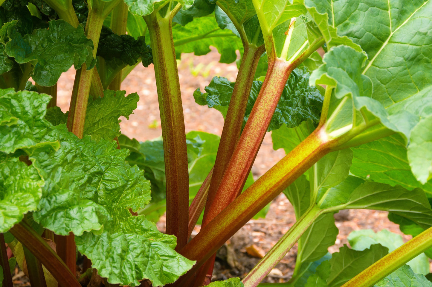 25 GLASKINS PERPETUAL RHUBARB (Pieplant) Rheum Rhabarbarum Fruit Vegetable Seeds