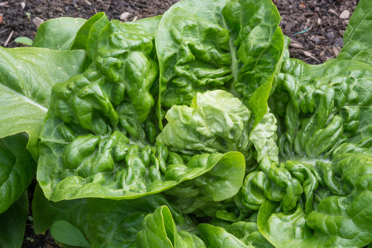 3000 LITTLE GEM LETTUCE Small Romaine Butterhead Lactuca Sativa Vegetable Seeds