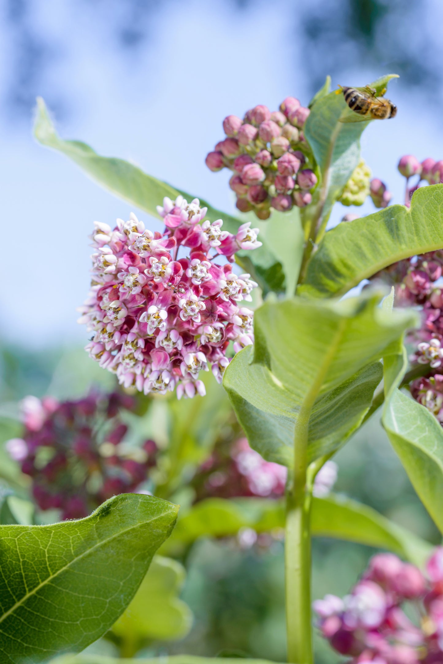 100 PINK MILKWEED Common Asclepias Syriaca Monarch Flower Seeds