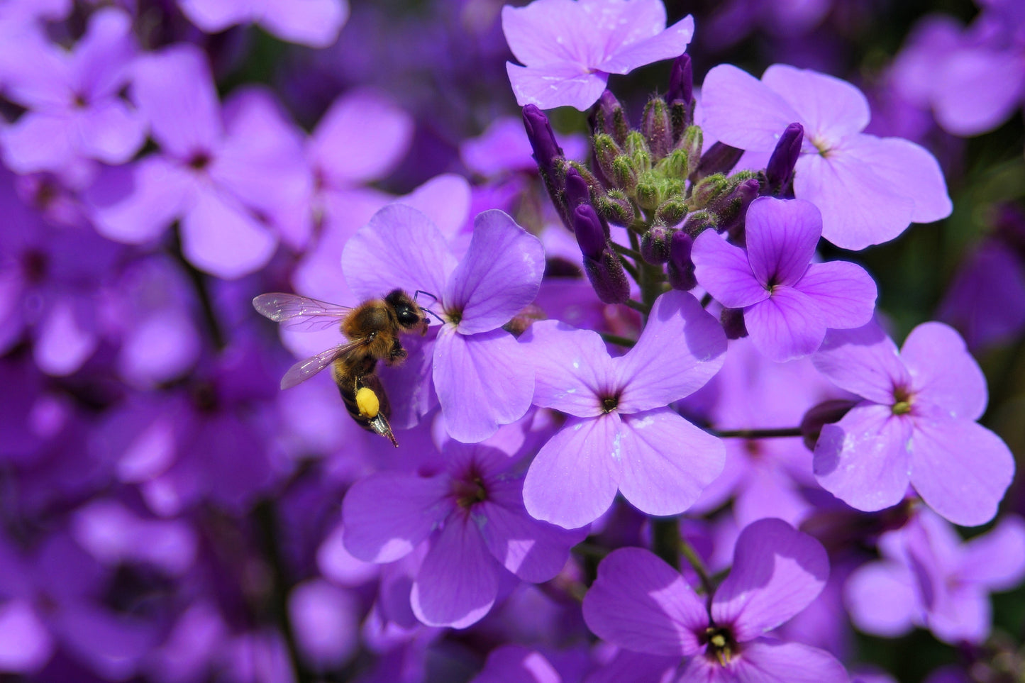 1500 DAMES ROCKET (Danask Violet) Hesperis Matronalis Dame's Purple Flower Seeds