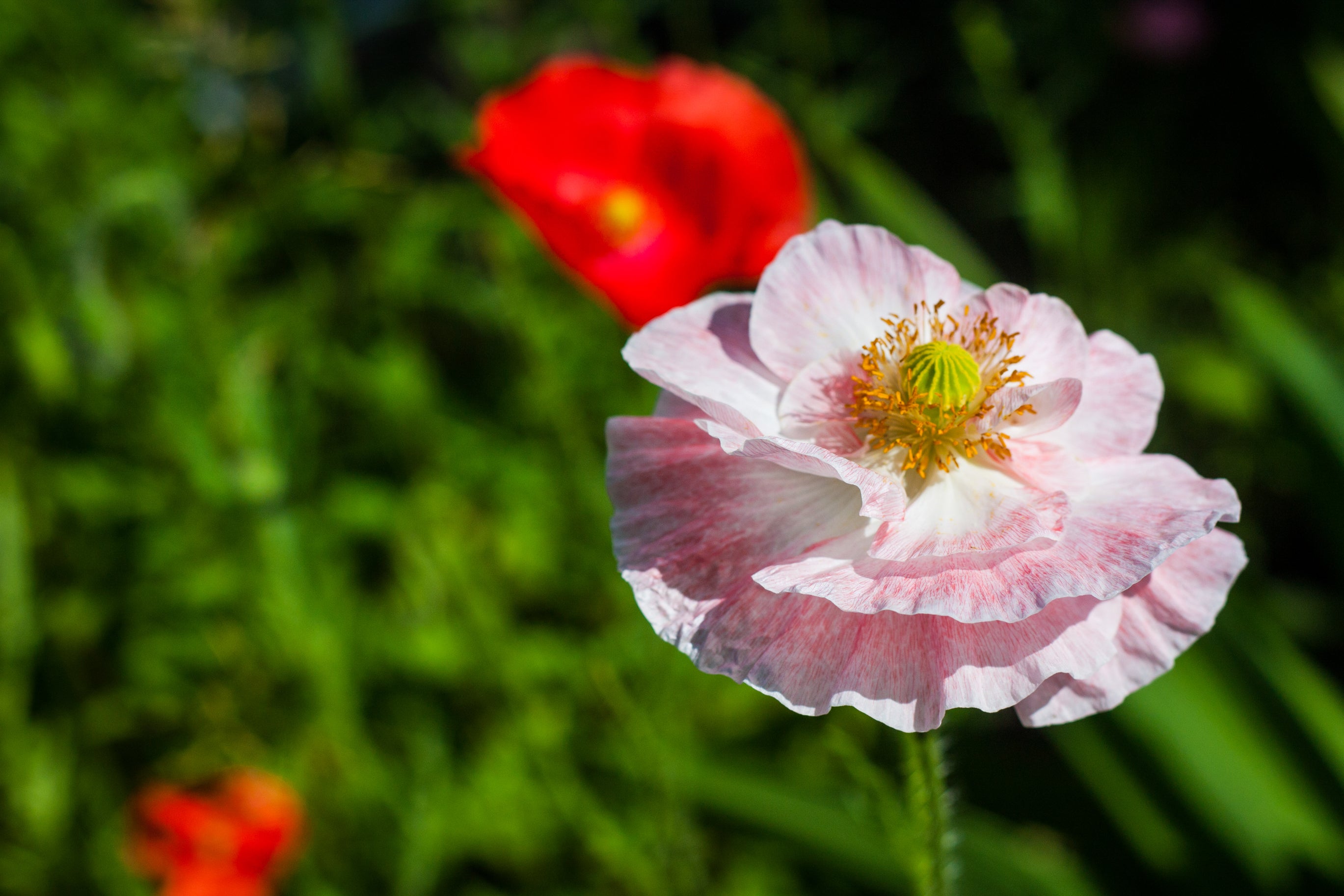 100 MOTHER Of PEARL POPPY Mix Papaver Rhoeas Shirley Flower Seeds