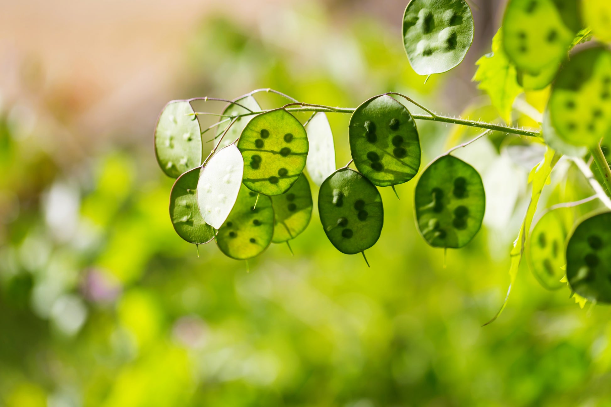 money plant seed 100 LUNARIA Biennis ( MONEY PLANT / Silver Dollar / Honesty / Moonwort – Seedville USA