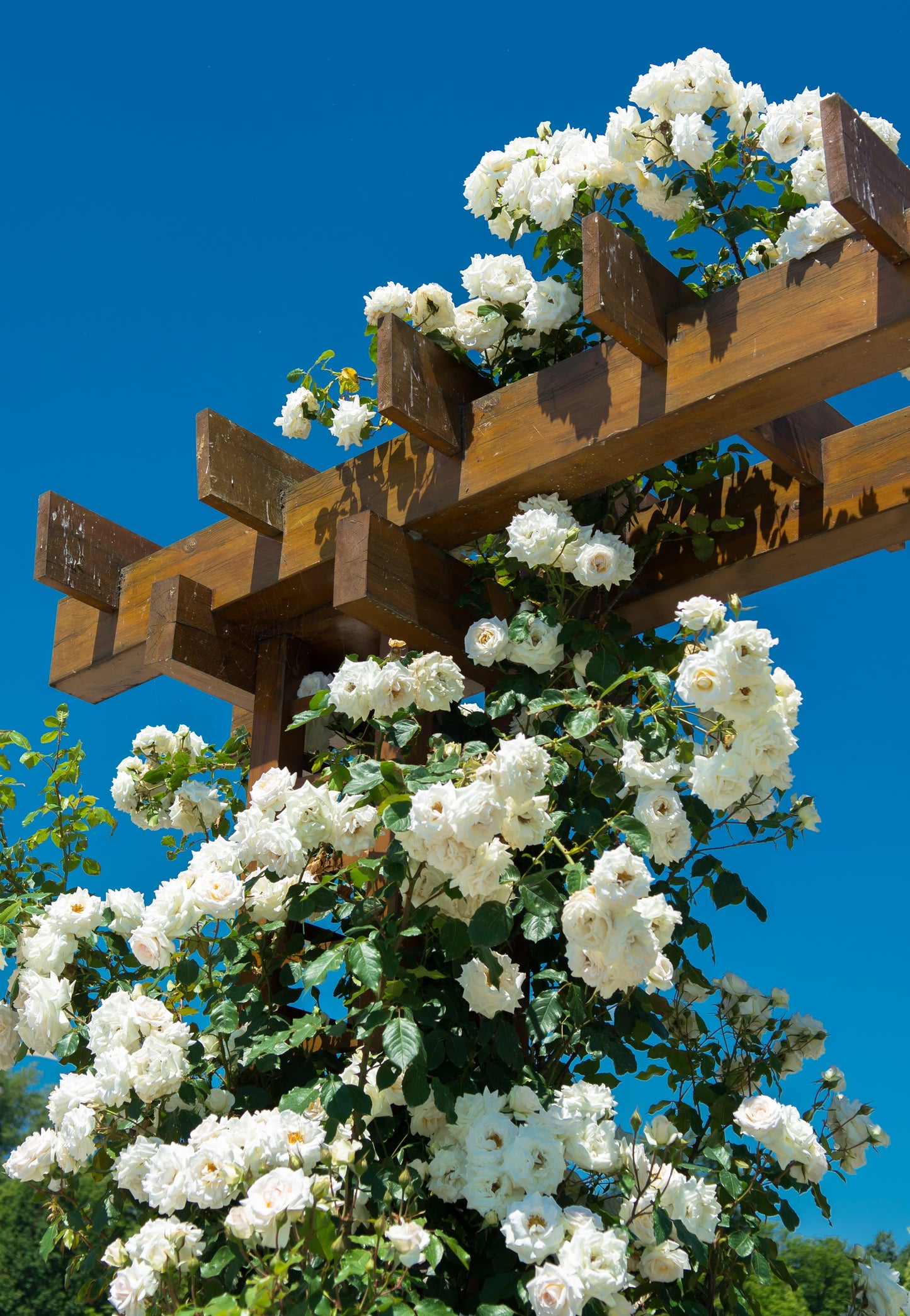 5 WHITE CLIMBING ROSE Rosa Bush Vine Climber Fragrant Butterfly Flower Seeds