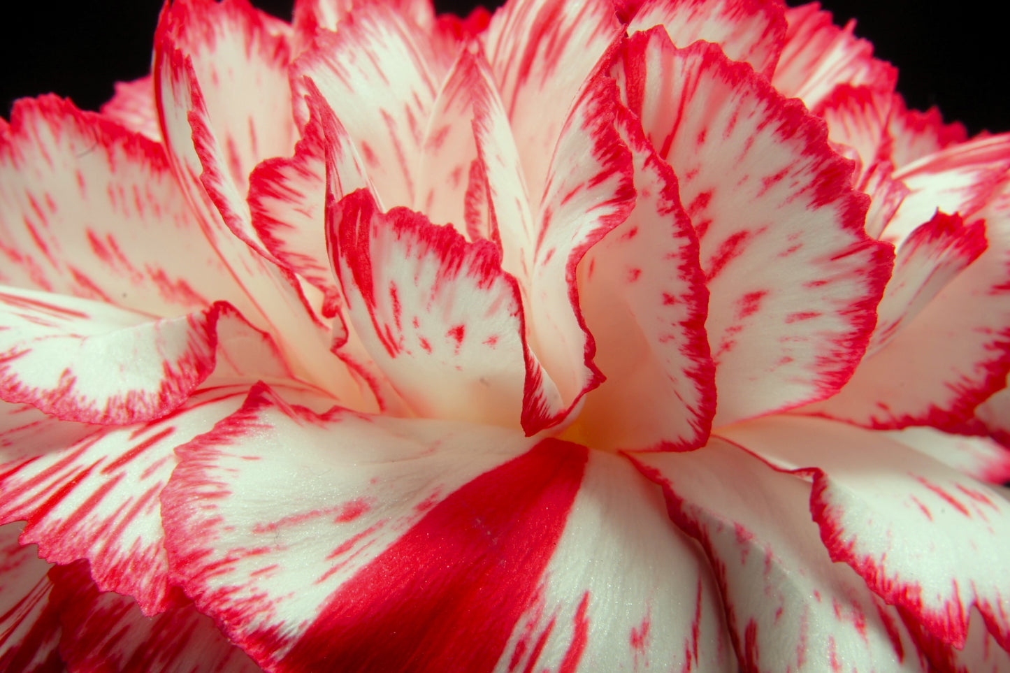 50 Avranchin RED & WHITE CARNATION Dianthus Caryophyllus Chabaud Flower Seeds