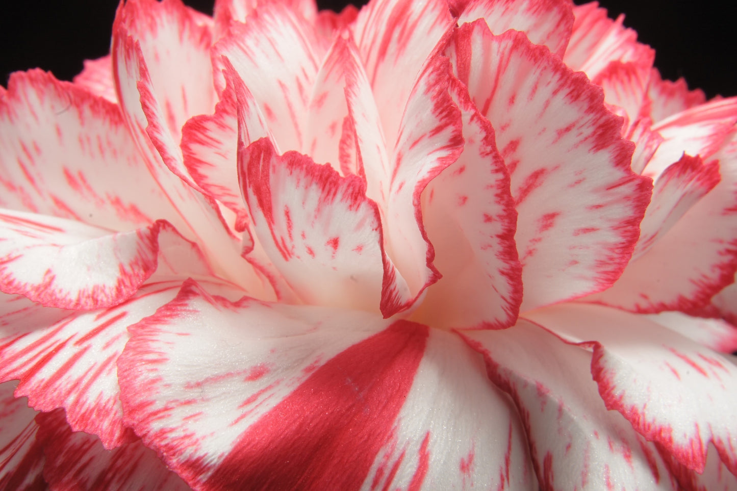 50 PICOTEE MIX CARNATION Dianthus Caryophyllus Double Bicolor Striped Flower Seeds