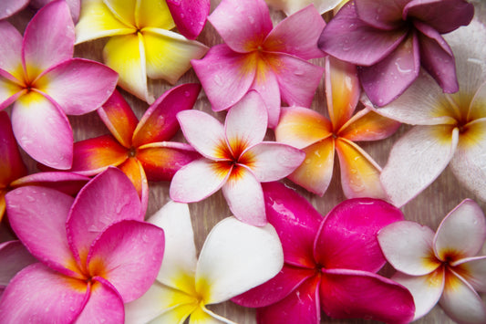 10 MIXED COLORS PLUMERIA Seeds - Lei Flower Frangipani Mix Fragrant Shrub Small Tree Pink Red Yellow White Peach Two Tone