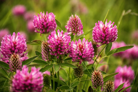 1500 RED CLOVER Monarchs Trifolium Pratense Rose Mauve Flower Ground Cover Seeds