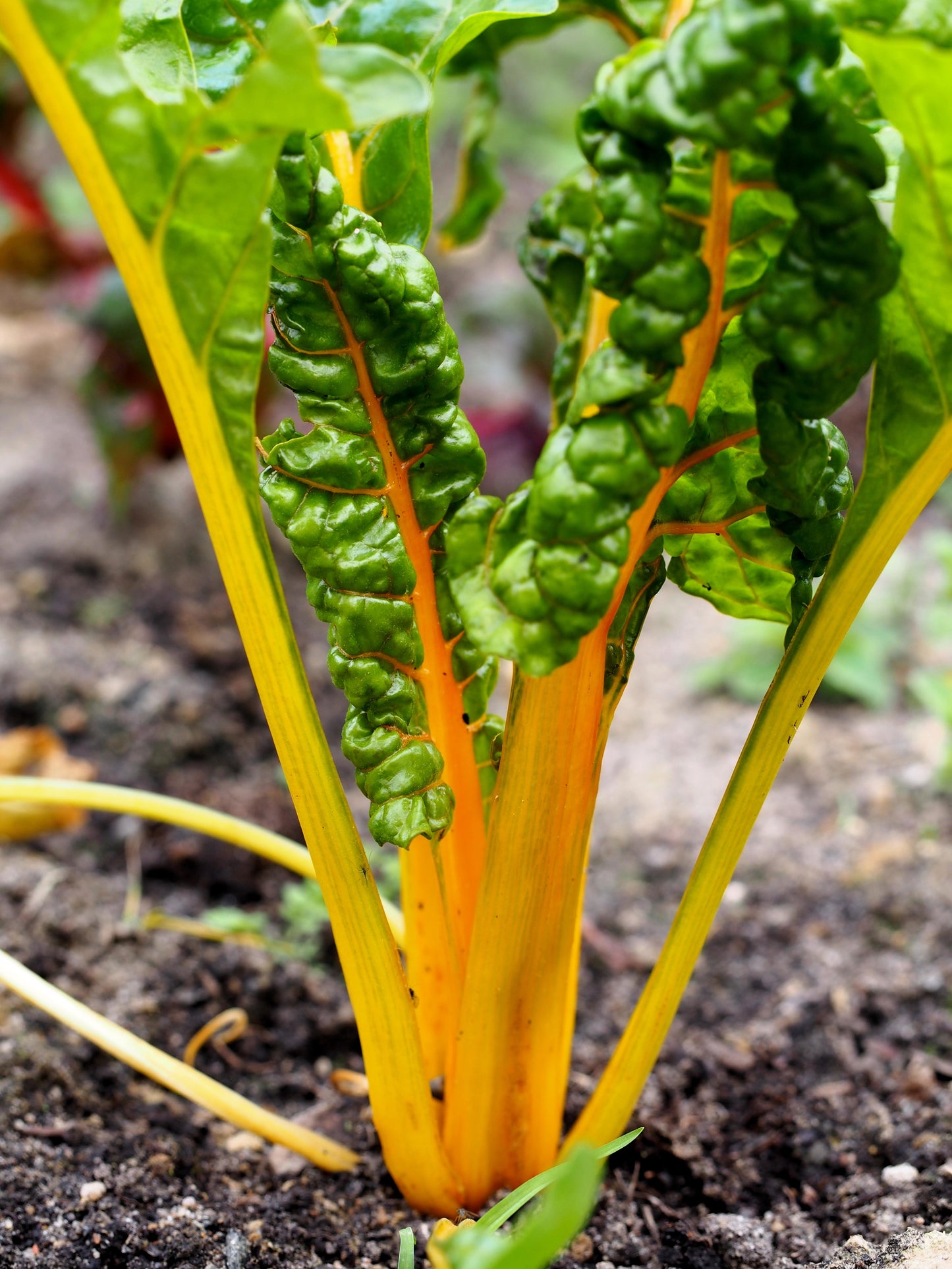 40 YELLOW CANARY SWISS CHARD Beta Vulgaris Perpetual Spinach Vegetable Seeds