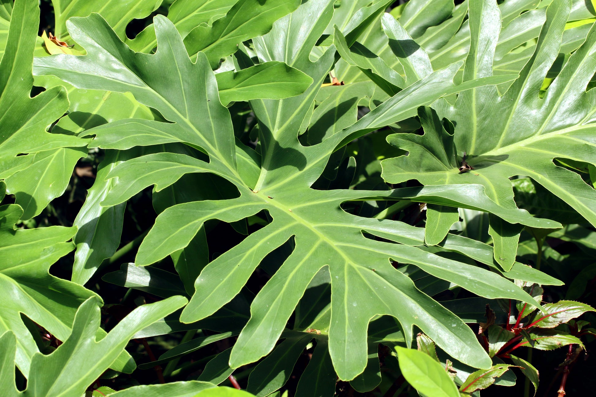 lacy tree philodendrons 15 Lacy TREE PHILODENDRON Split Leaf Cut-leaf Selloum House Plant Seed – Seedville USA
