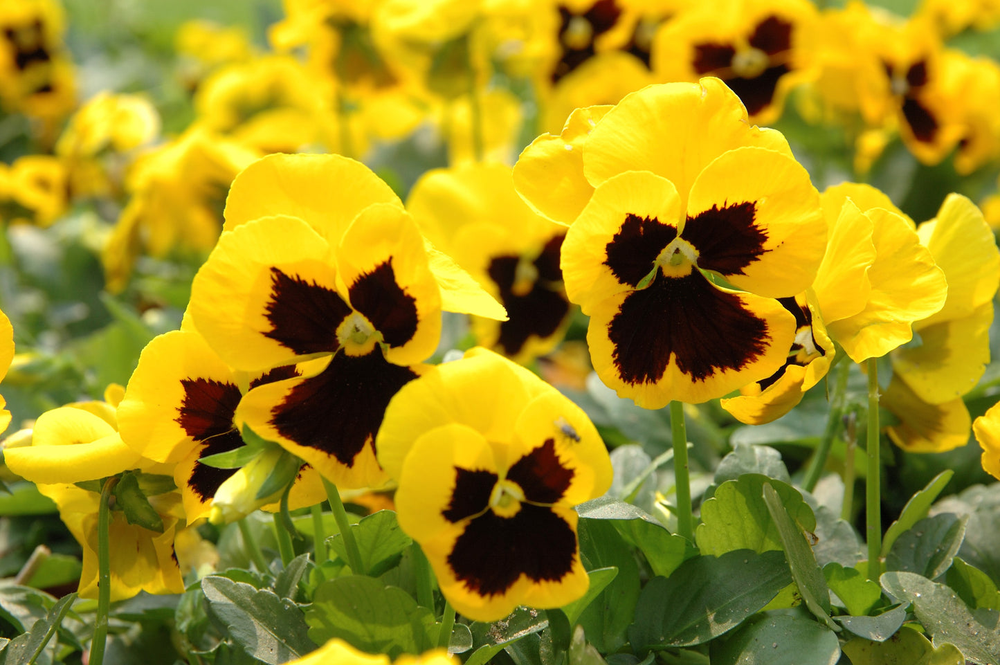 50 YELLOW & BROWN PANSY Swiss Giant Violet Viola Wittrockiana Flower Seeds