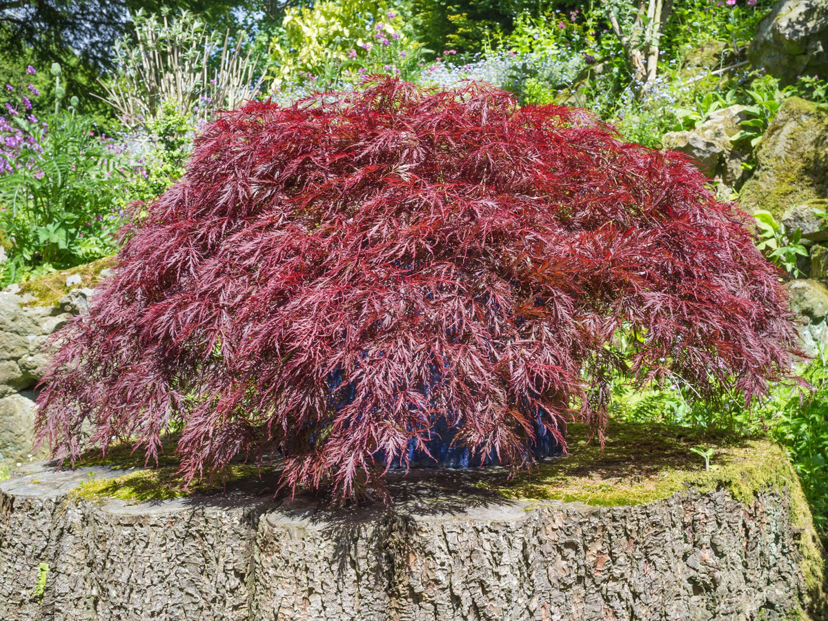 10 INABA SHIDARE MAPLE Weeping Red Laceleaf Japanese Acer Palmatum Dis ...